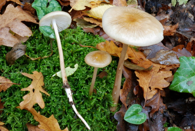 uscita prima della nevicata